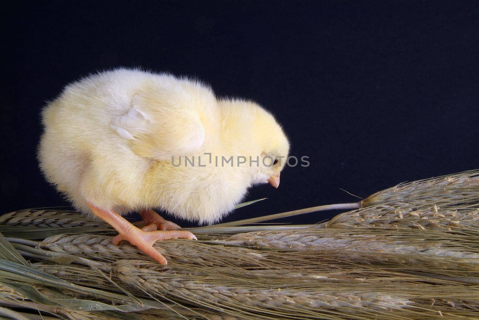a few days old chick, he takes a bunch of oats