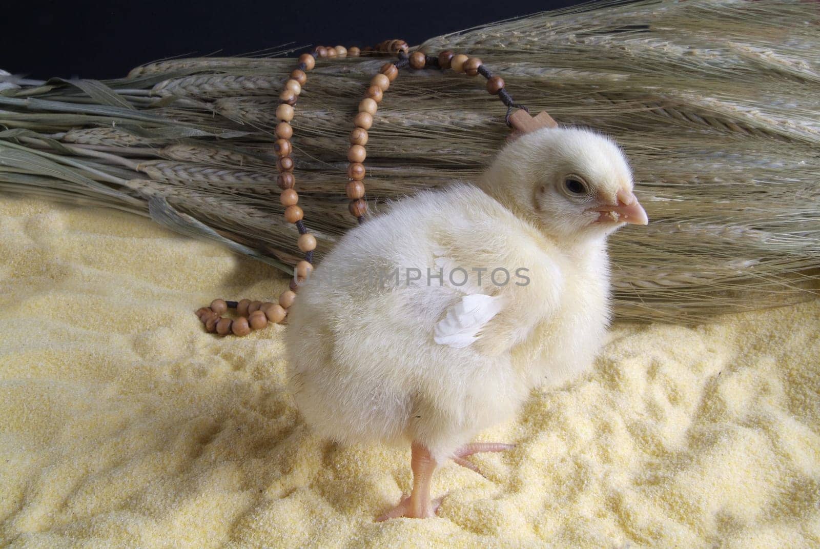 Cute little chicken isolated on the table with cornmeal, oats and rosary