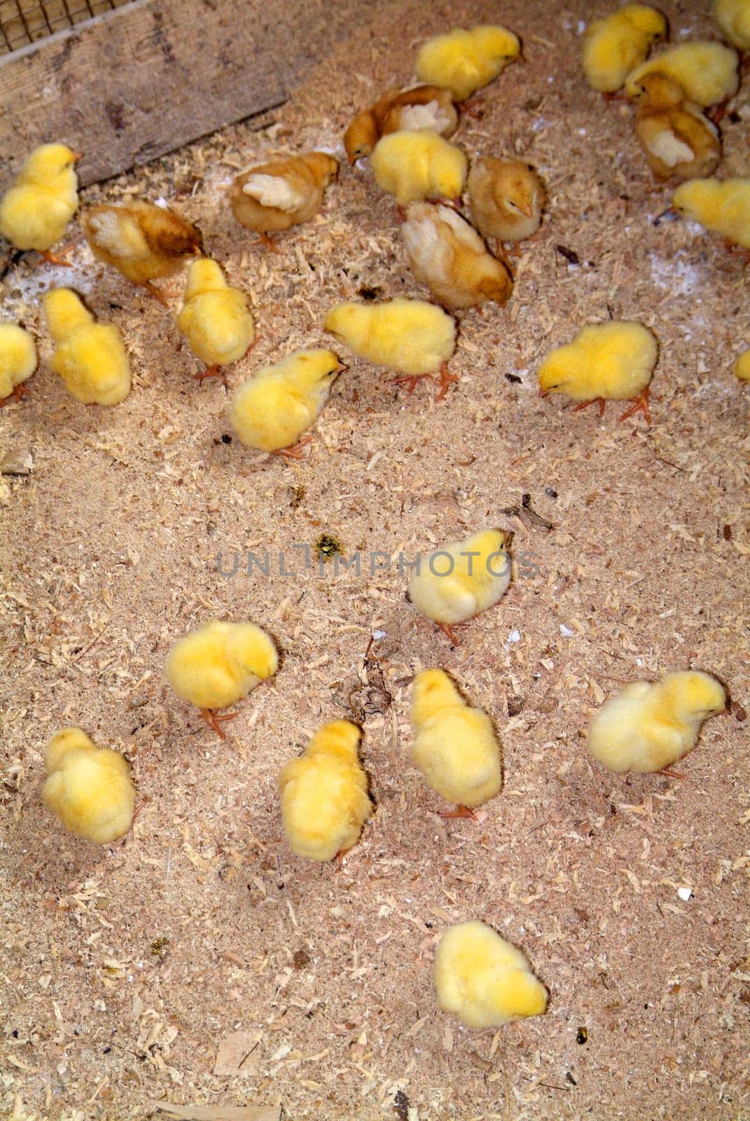 Chicks of a few days, raised on the ground