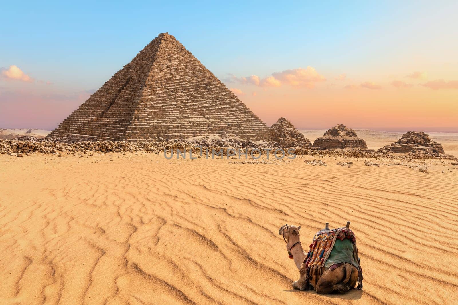 Nice camel resting near the Pyramid of Menkaure in Giza, Egypt.