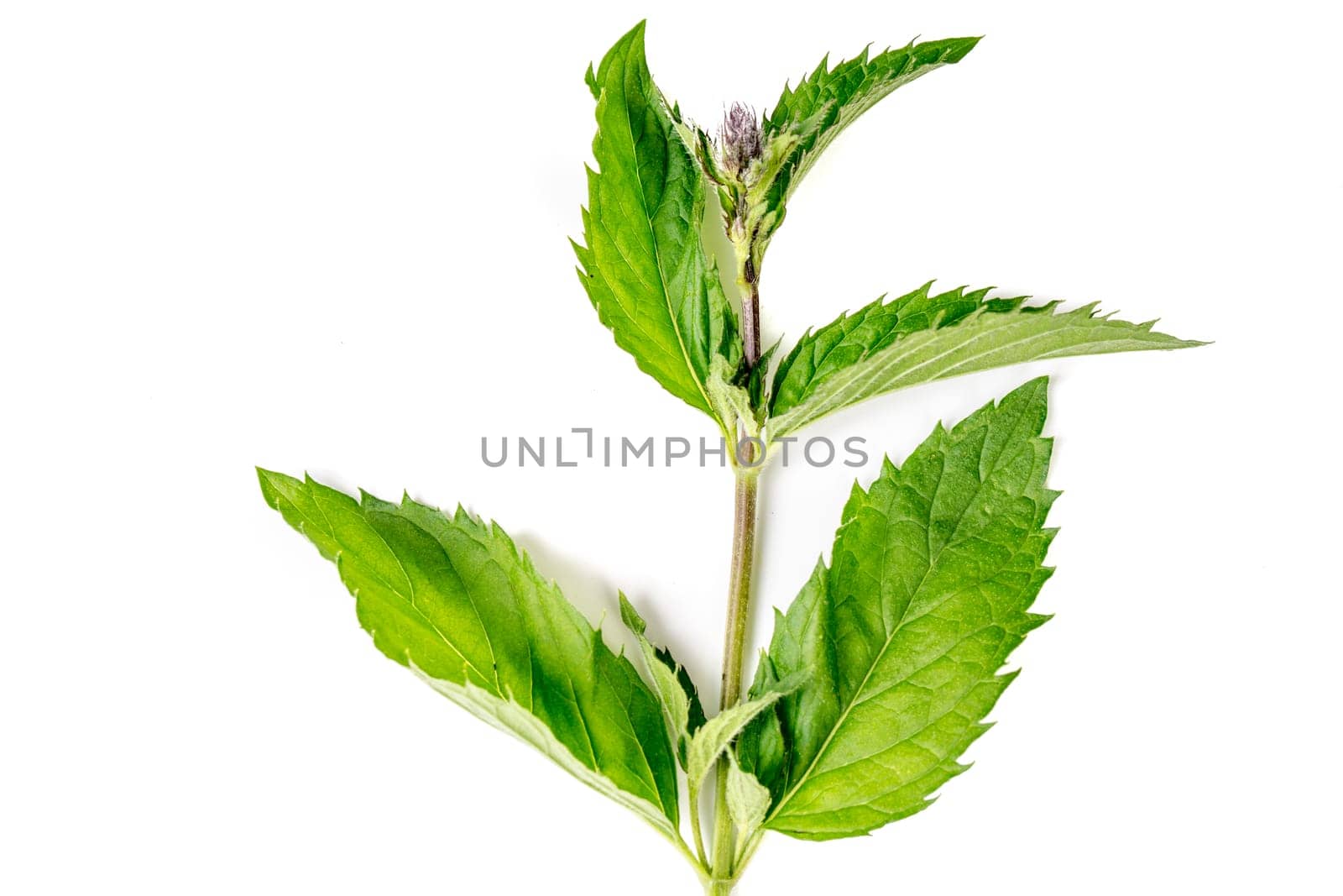 Organic Mint leaves isolated on white background