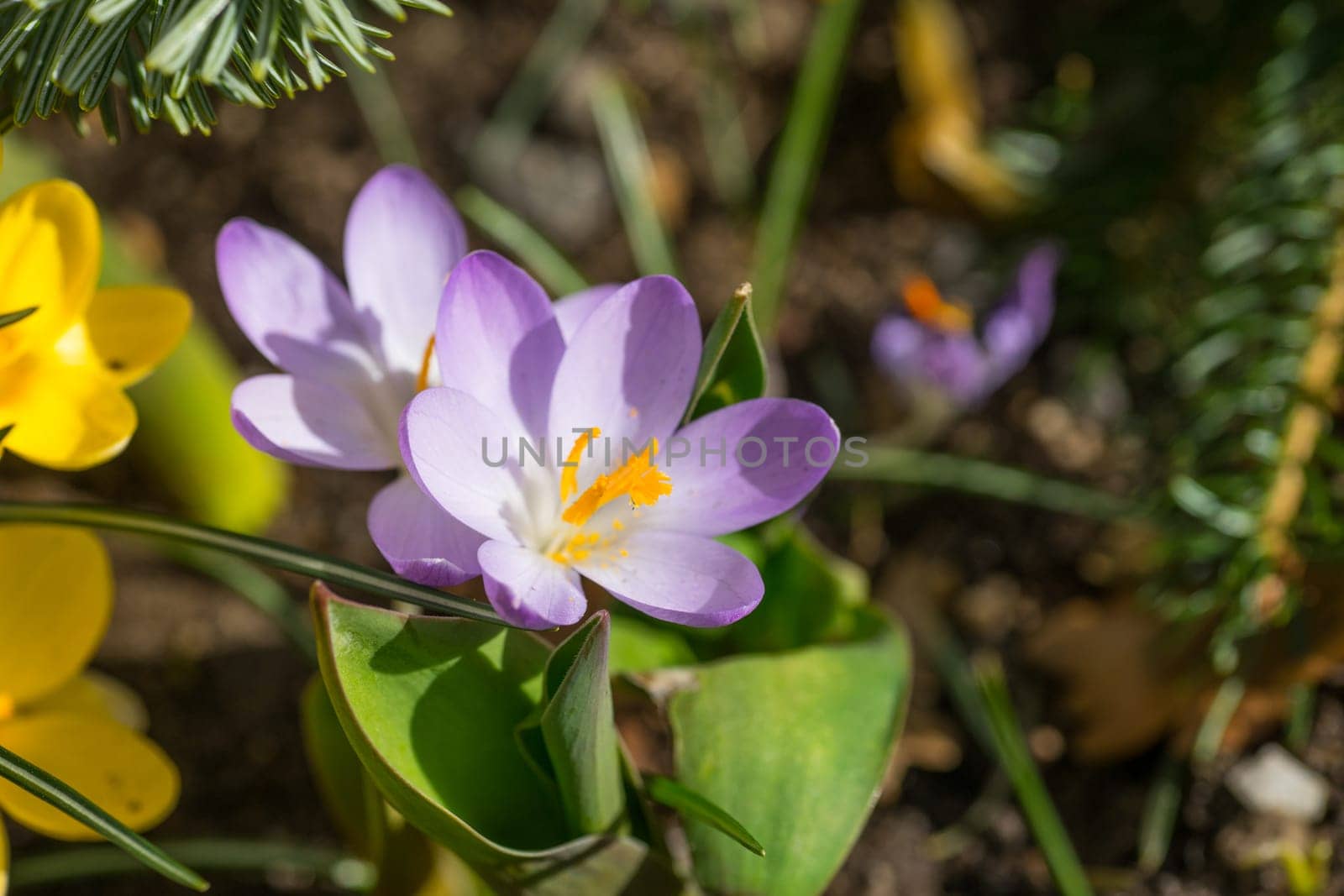 spring has come, anemones and crocuses in full bloom with bright lilac color