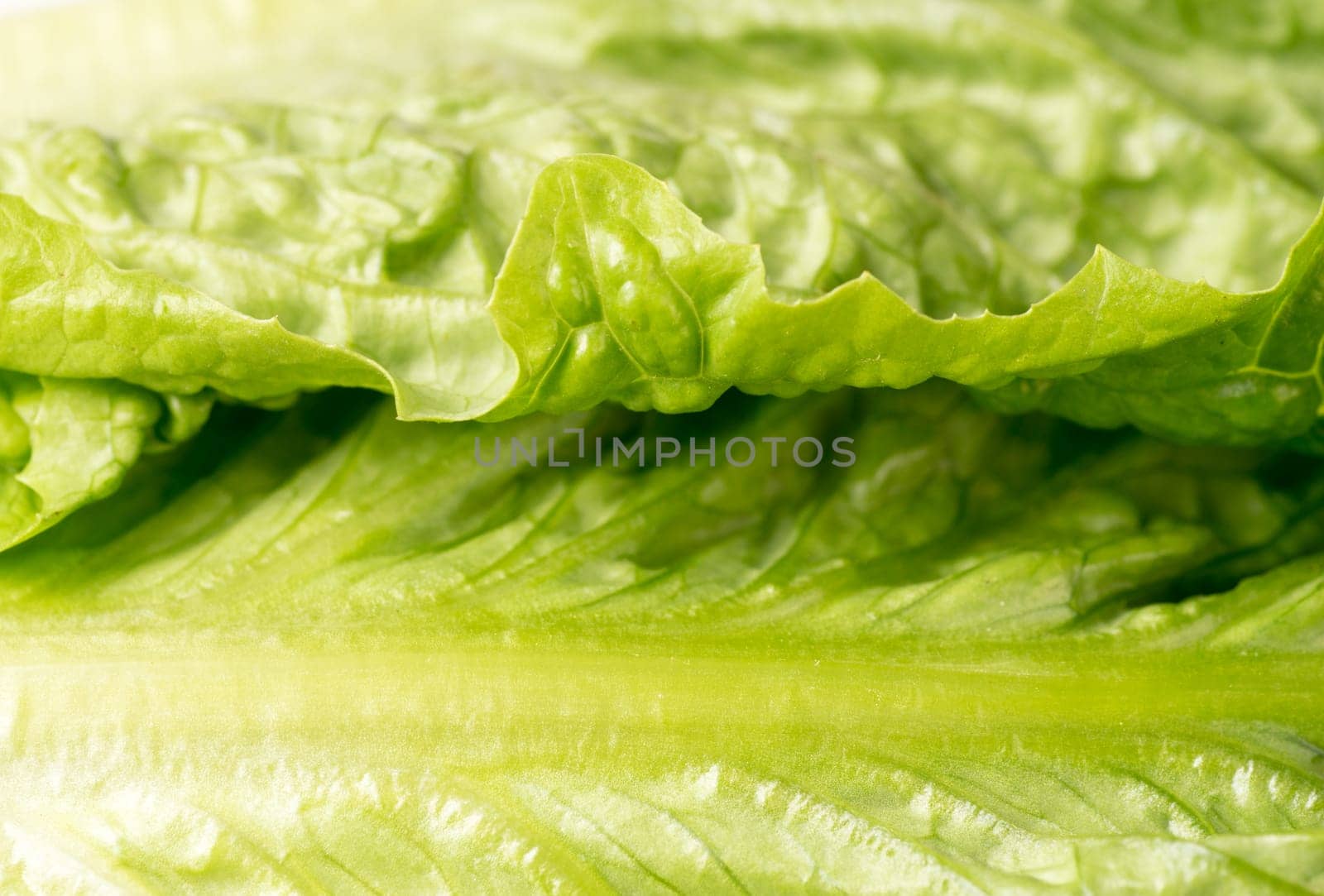 leaf of lettuce close up and background