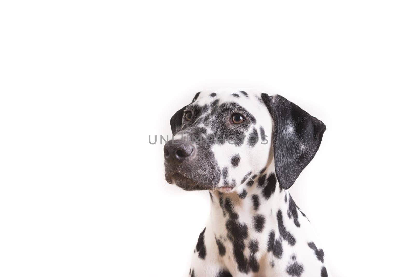 Headshot of a young Dalmatian dog isolated on white background