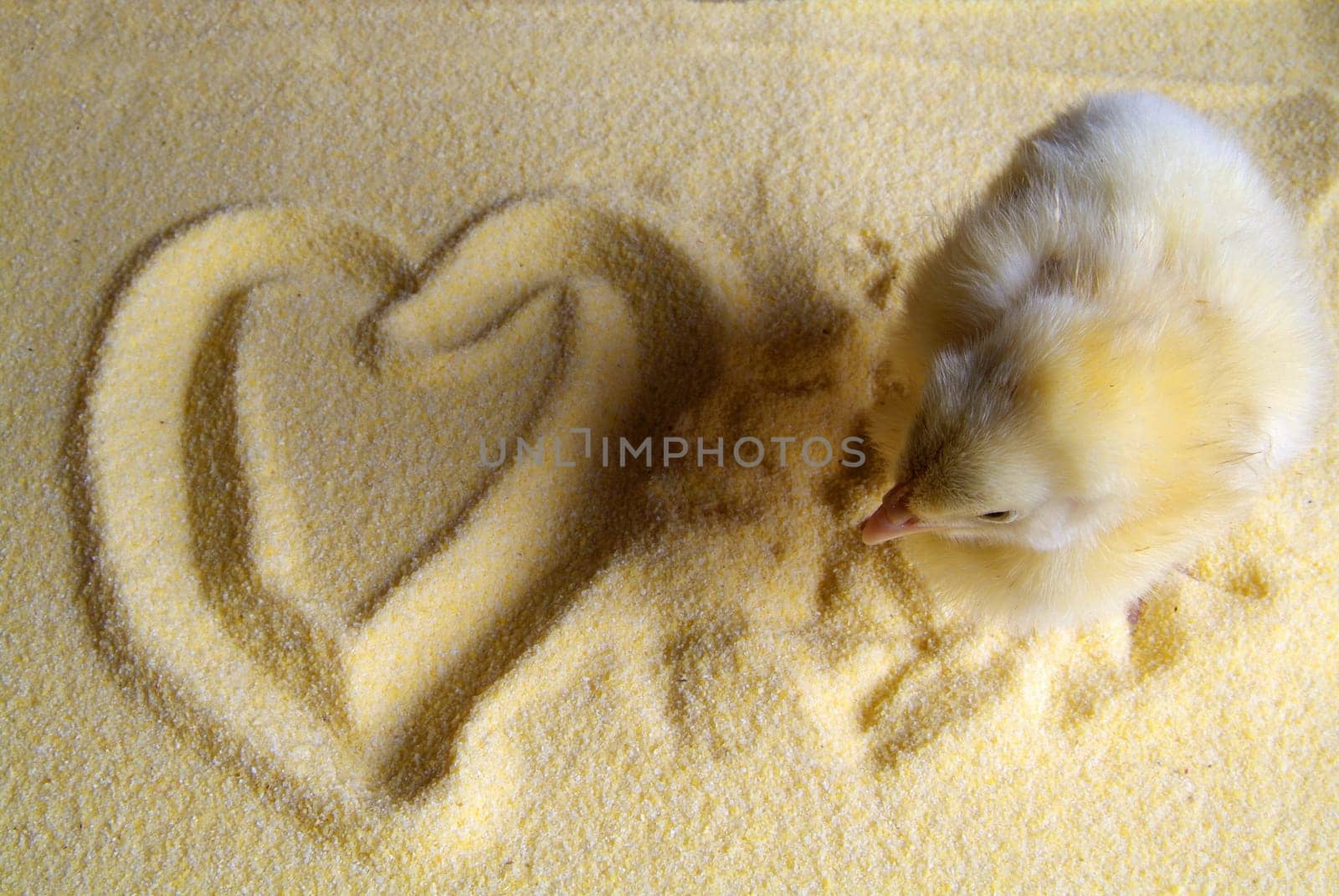 3 day chick on flour with drawn heart