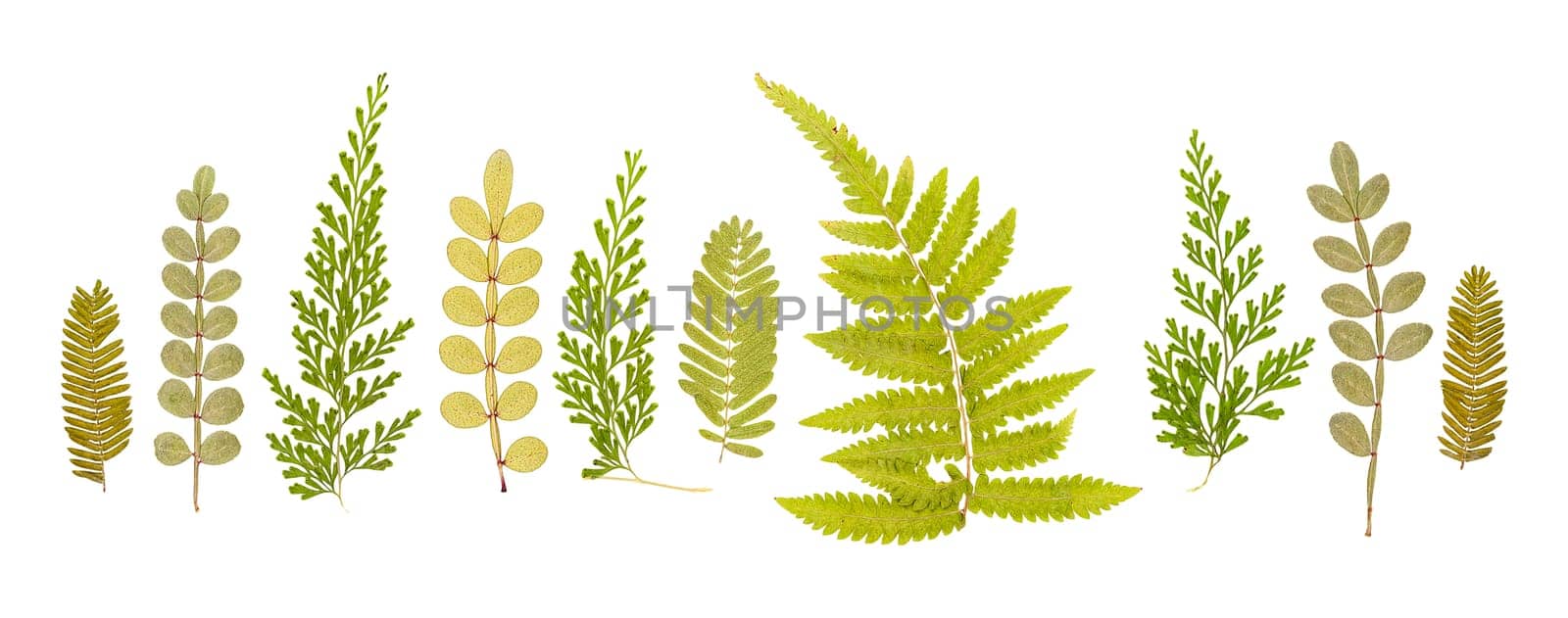 Set of dry small cute pressed leaves of various shapes of different flower and trees isolated on white