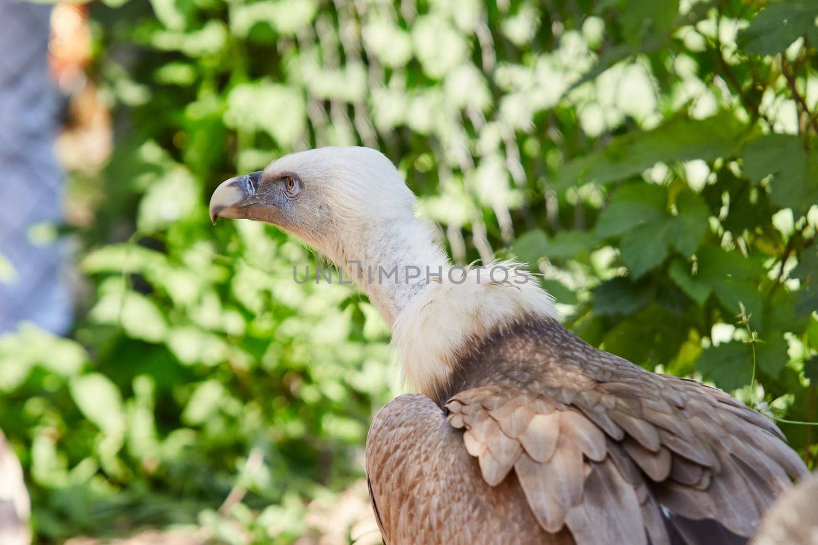 Griffon Vulture or Gyps fulvus. close up view