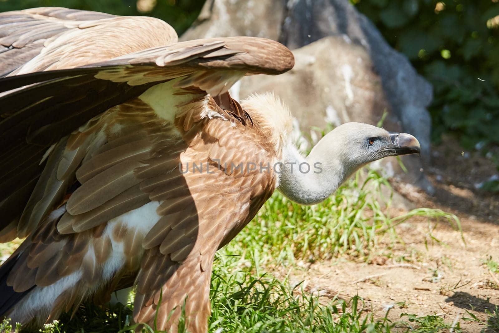 Griffon Vulture or Gyps fulvus. close up view