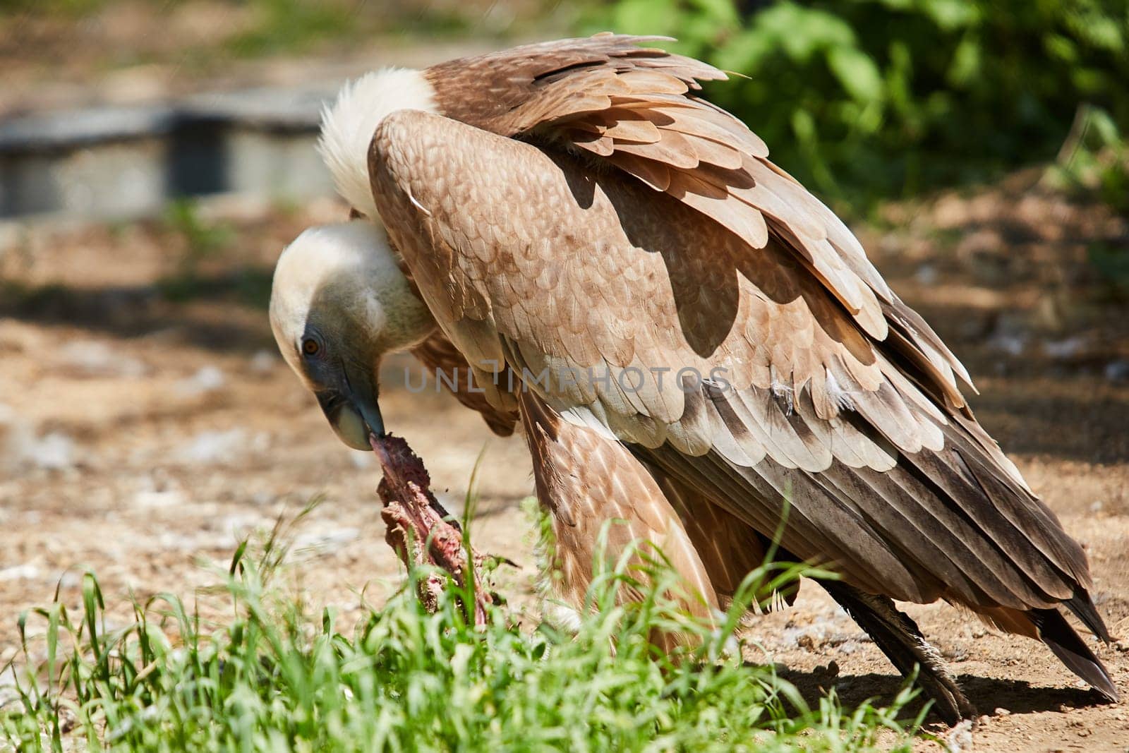 Griffon Vulture or Gyps fulvus. Eats meat. Close up view