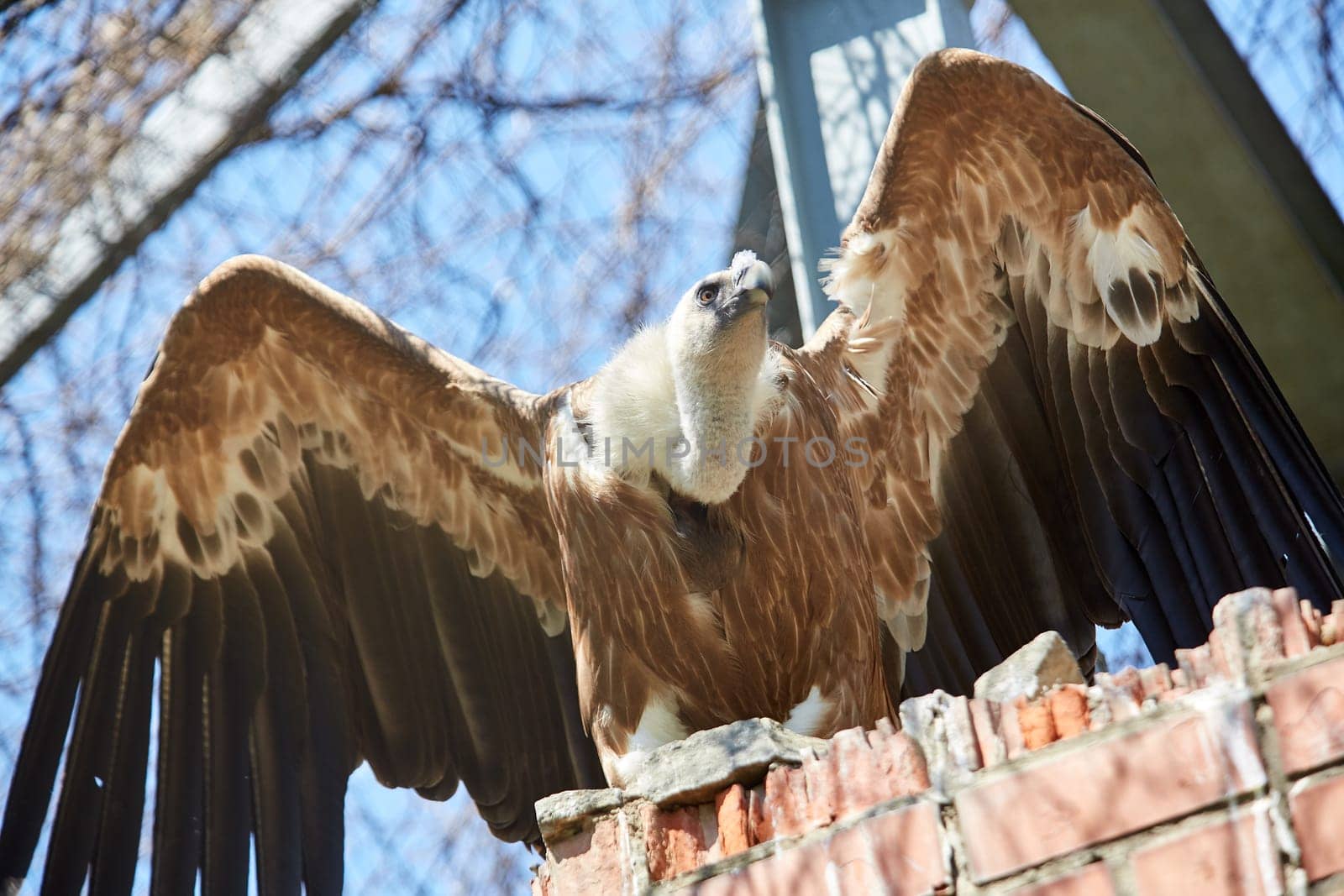 Griffon Vulture or Gyps fulvus. Sits on the rocks. flapped wings
