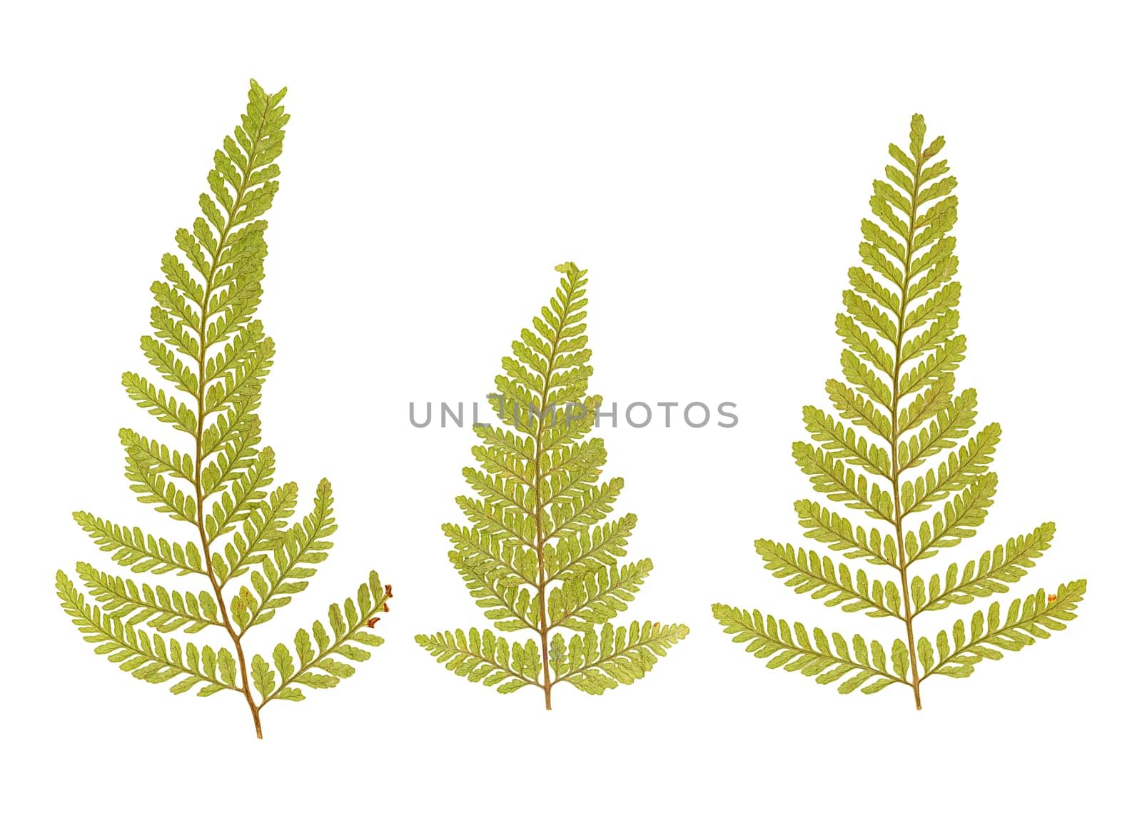 Fern pressed dry leaf set isolated on white