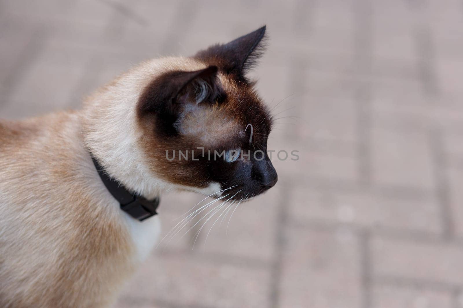 Muzzle of a Siamese cat in profile, wary looking into the distance
