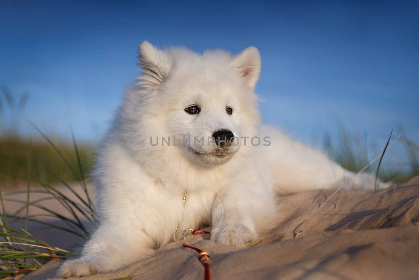 Samoyed puppy lying on the sand in the dunes, looks into the distance