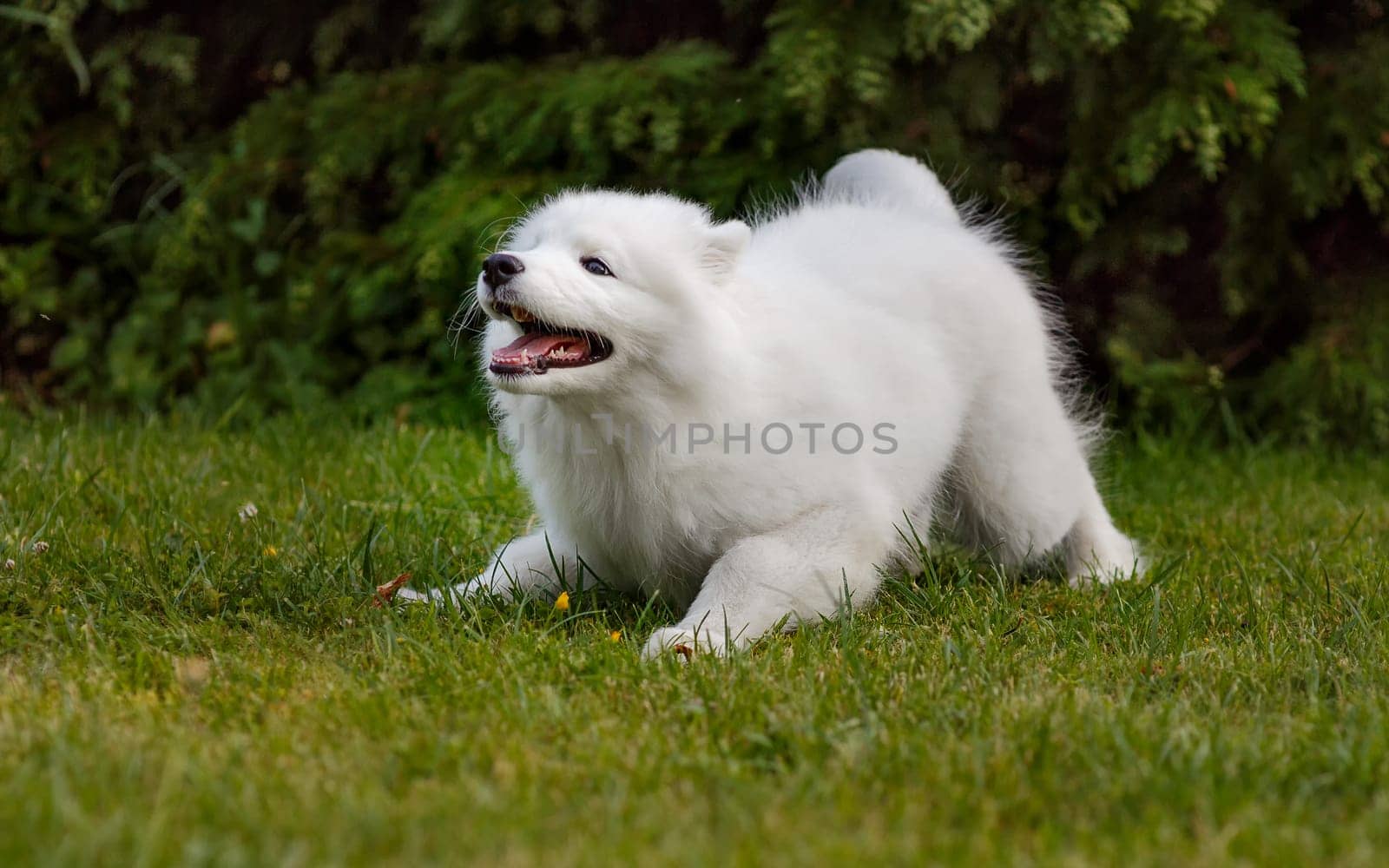 White puppy Samoyed husky playing in the yard on a green lawn