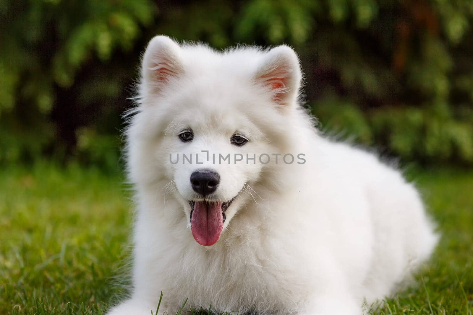 White puppy Samoyed husky lying in the yard on a green lawn