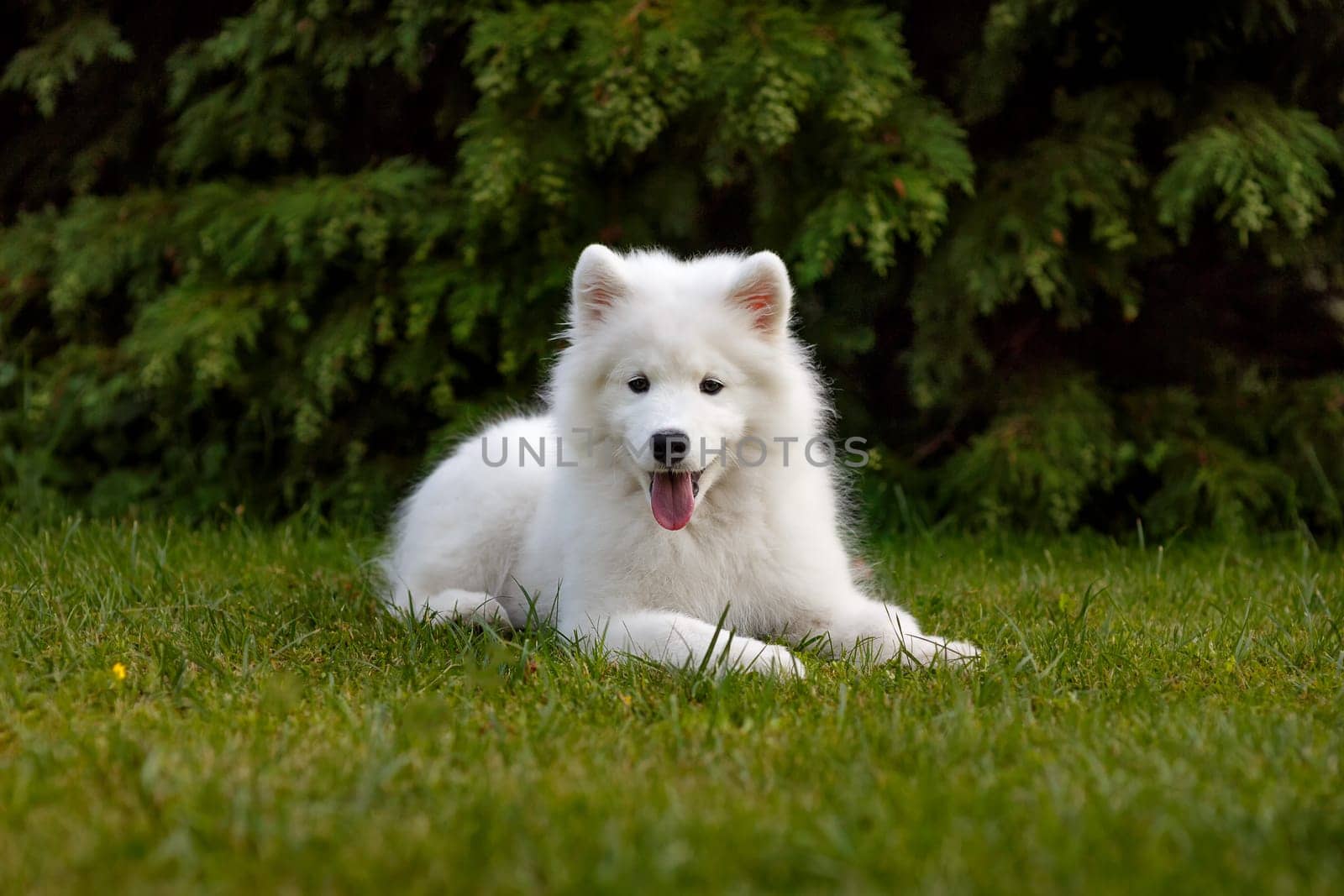 White puppy Samoyed husky lying in the yard on a green lawn