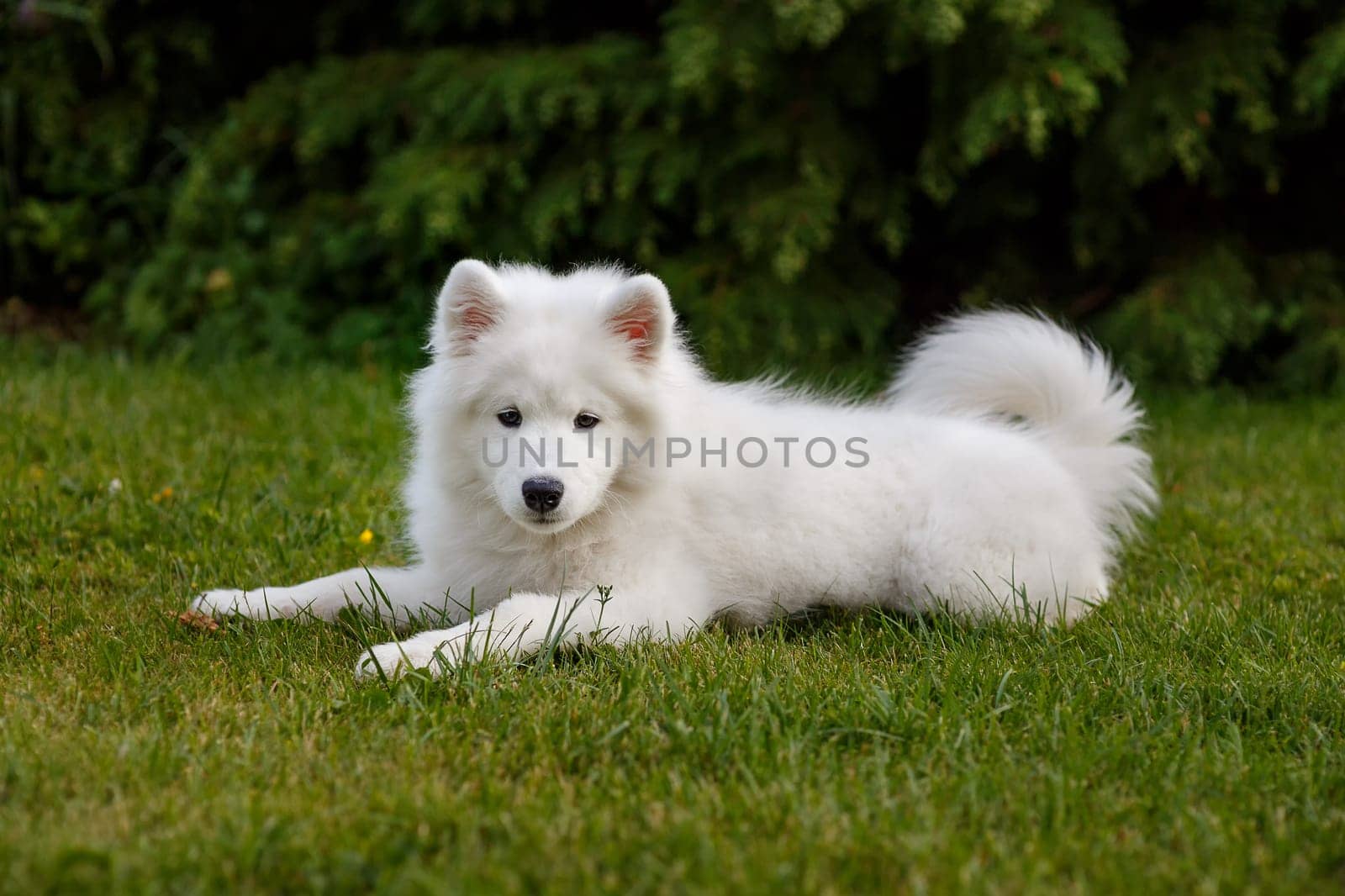 White puppy Samoyed husky lying in the yard on a green lawn