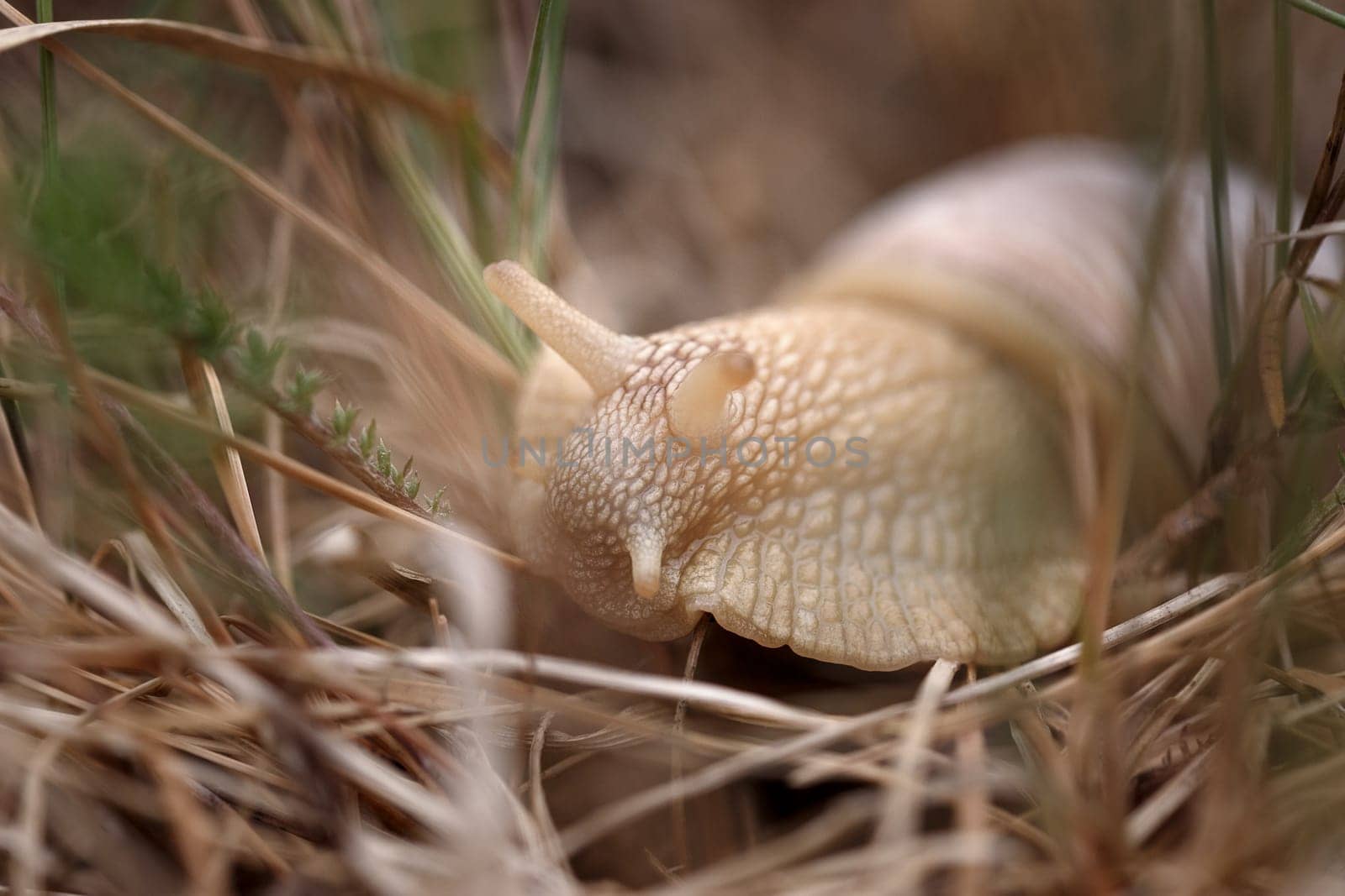 Snail sitting in the grass in natural conditions, eating grass