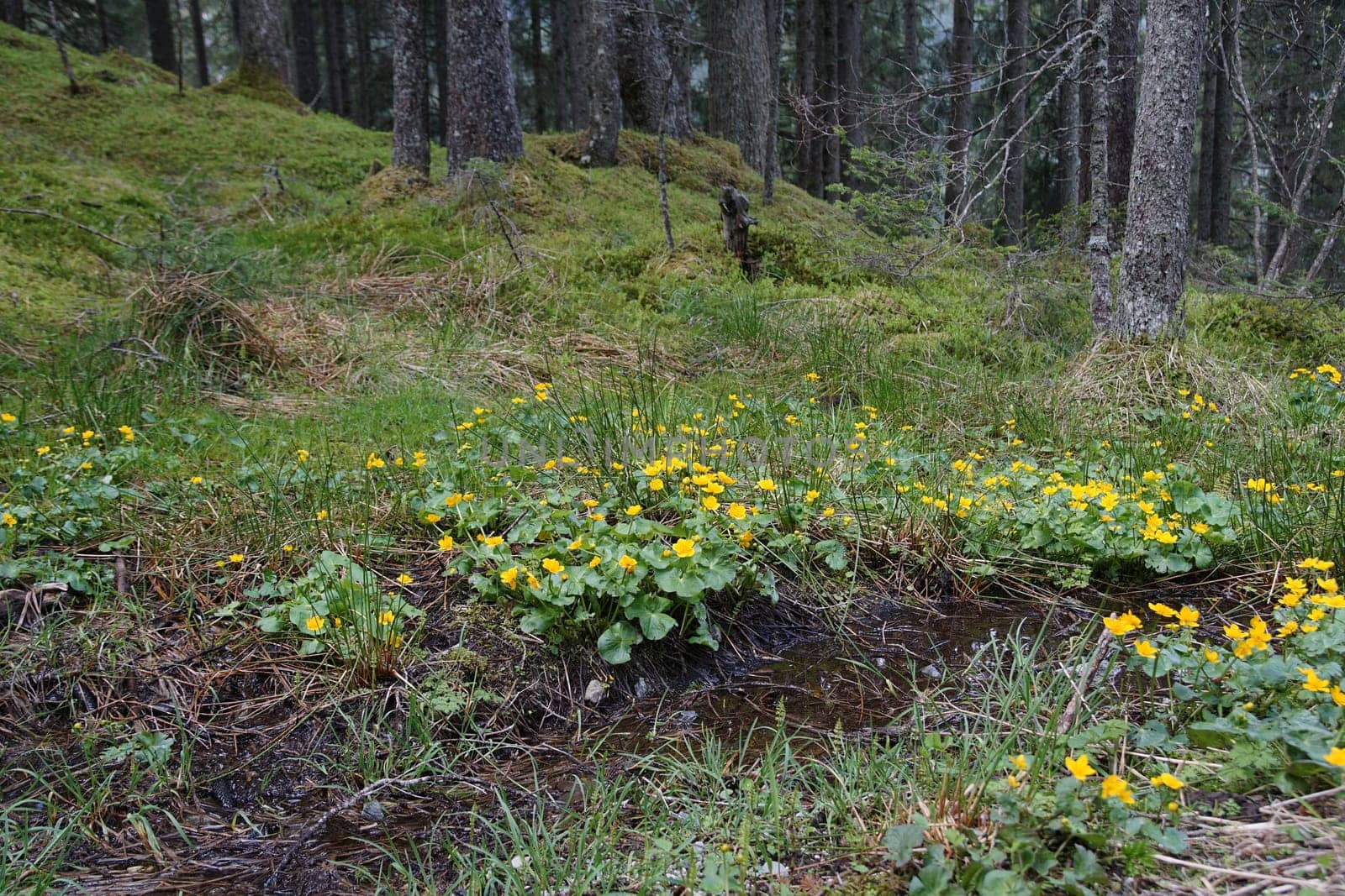 Marsh marigold (Caltha palustris) on the edge of a moat