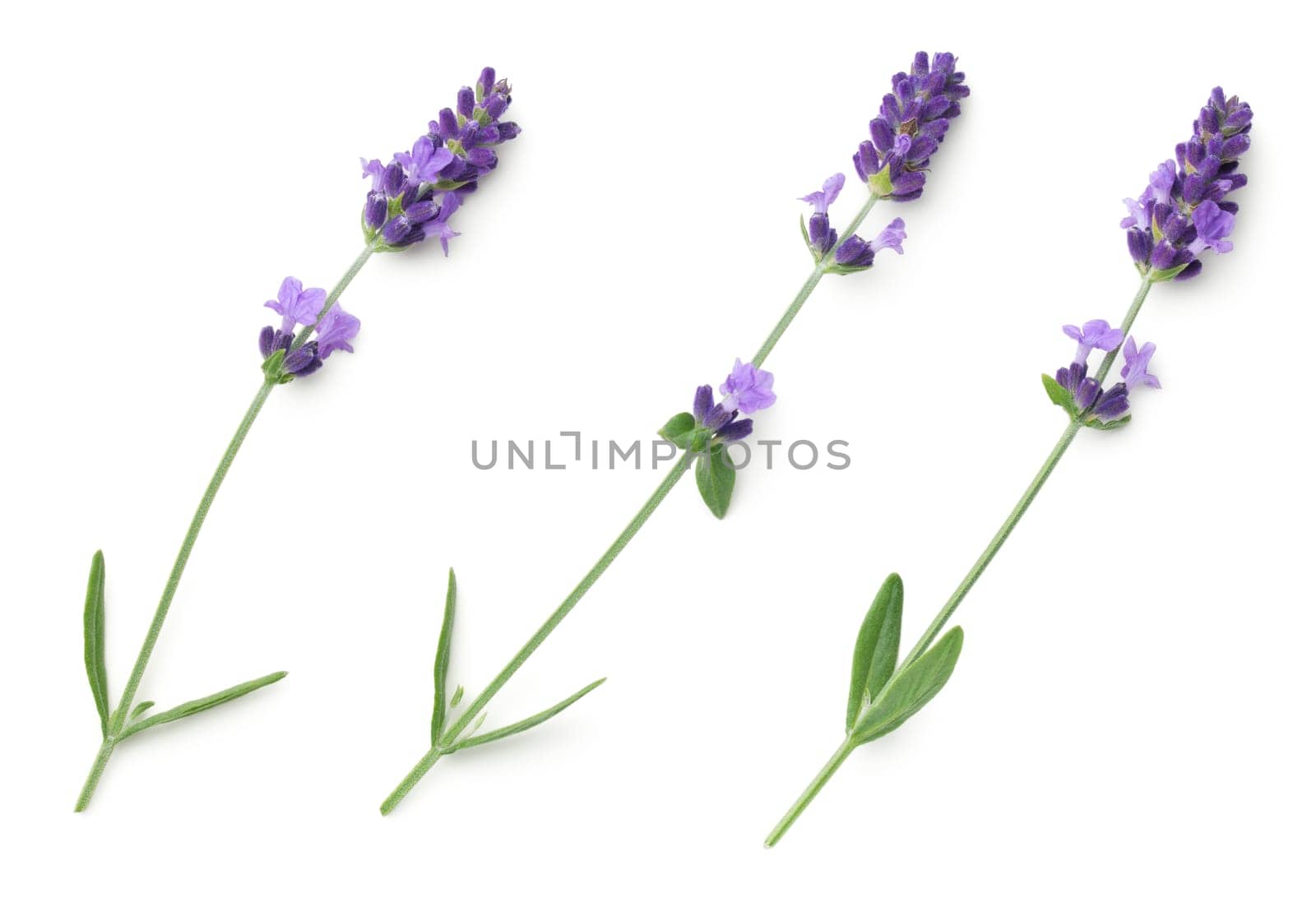 Lavender flowers isolated on white background. Top view, flat lay
