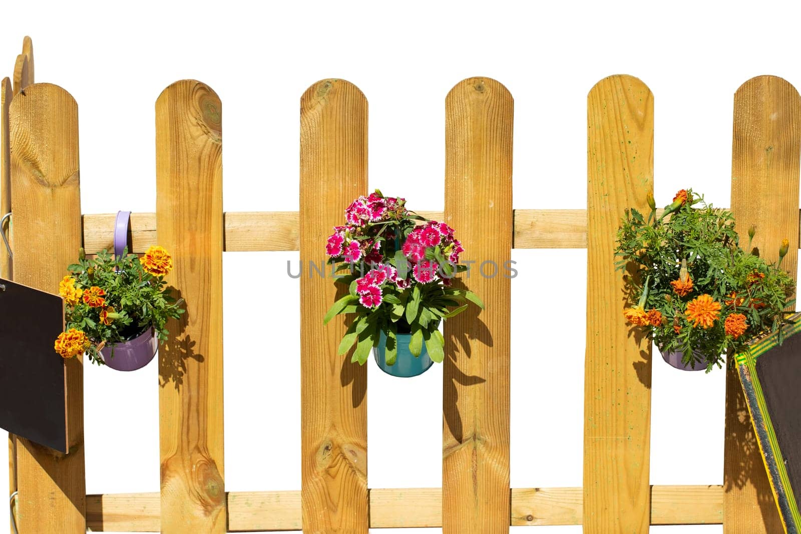 Closeup of three buckets with colorful flowers and two blank black boards hanging on a light wooden fence. Decoration background and design element isolated on a white background.