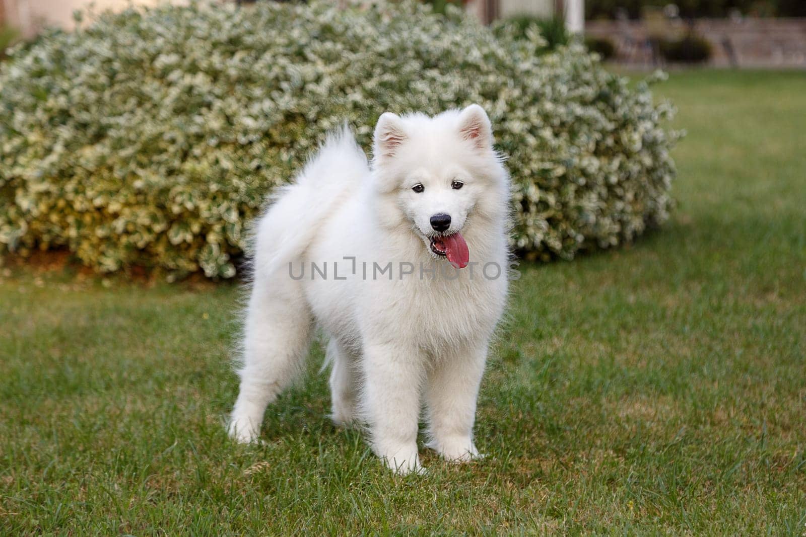 White puppy of samoyed husky sitting on a green lawn