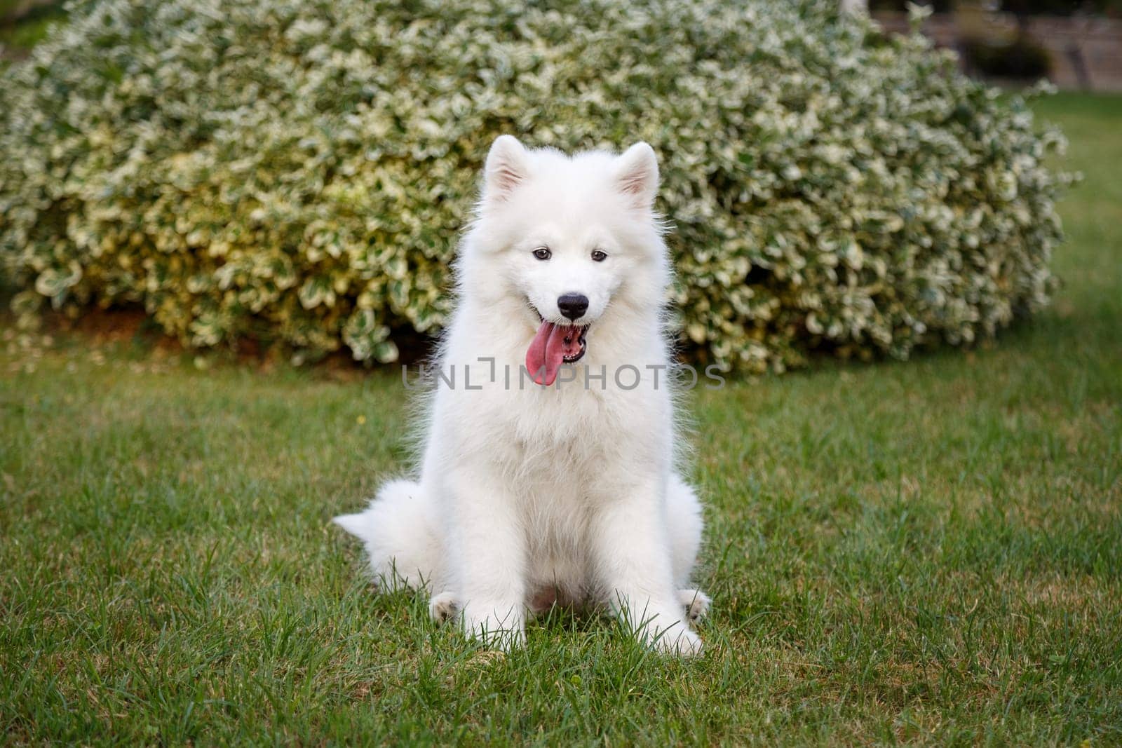 White puppy of samoyed husky sitting on a green lawn
