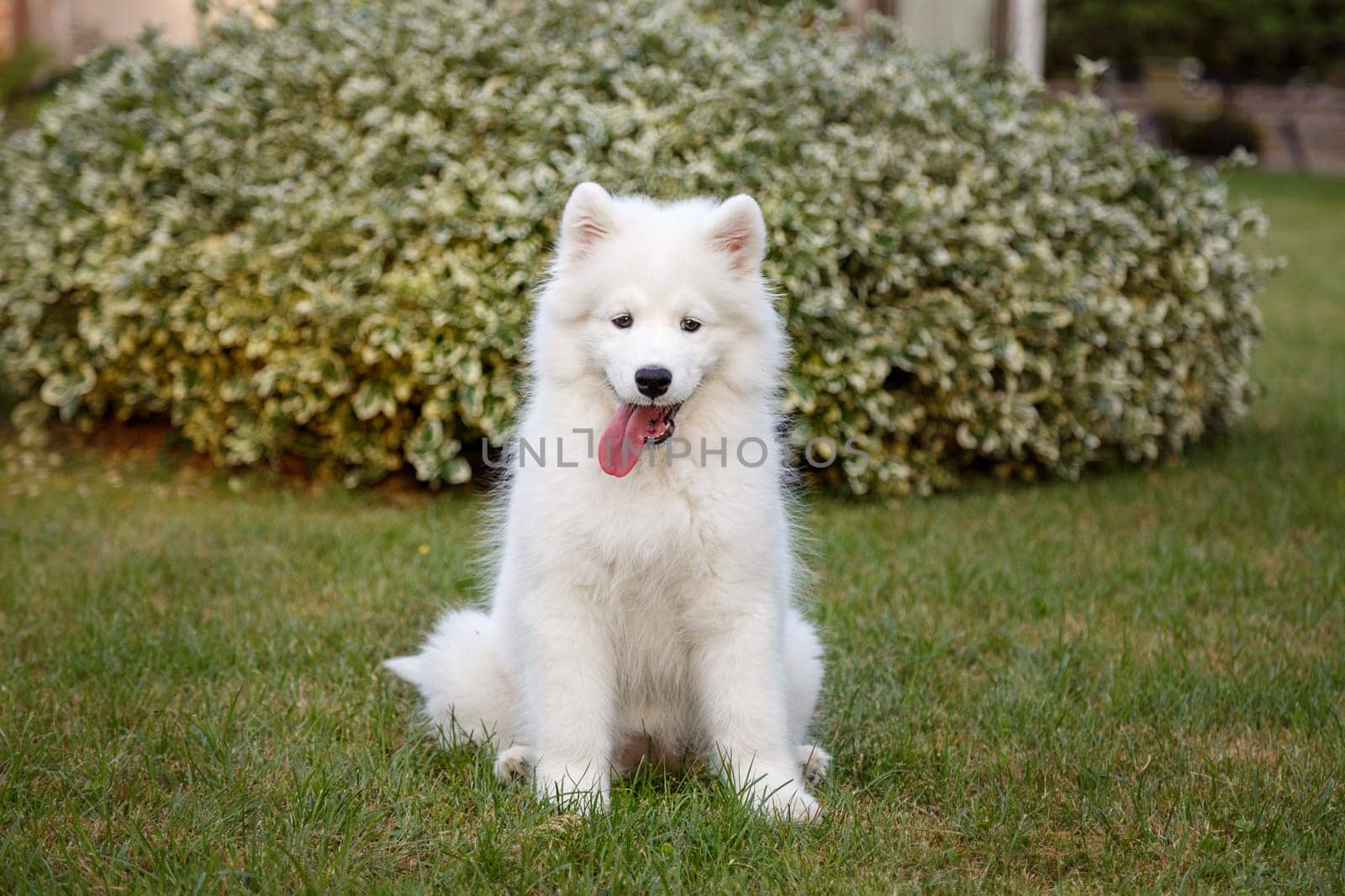 White puppy of samoyed husky sitting on a green lawn