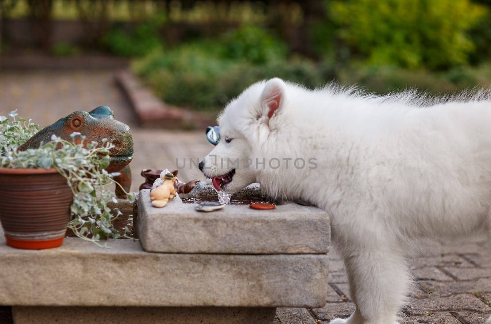 White puppy of samoyed husky fondling water in a fountain