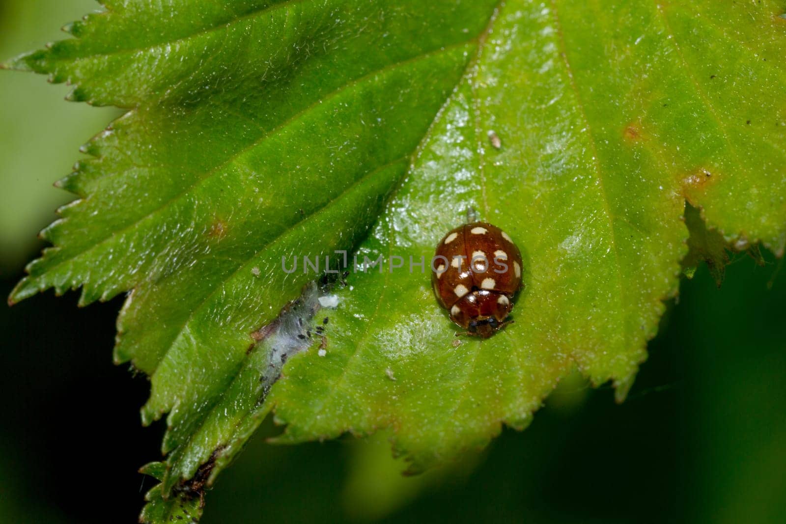 Cream-spot ladybird on Green Leaf.