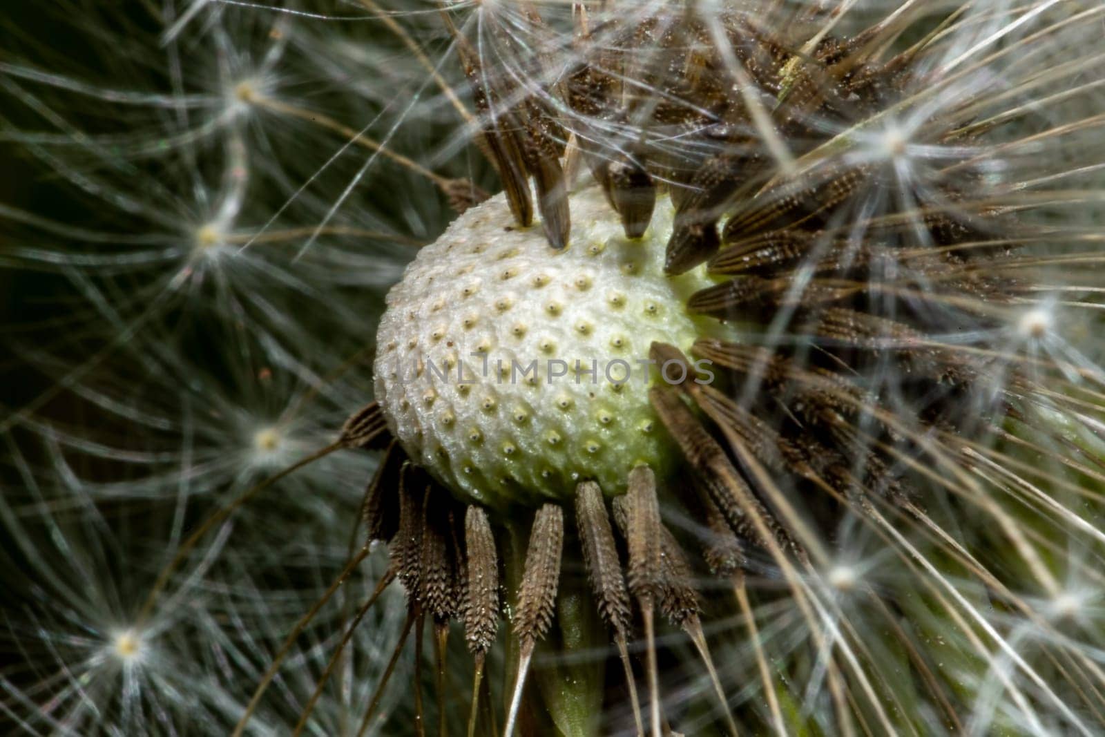 Dandelion Seedhead with Seeds close up.