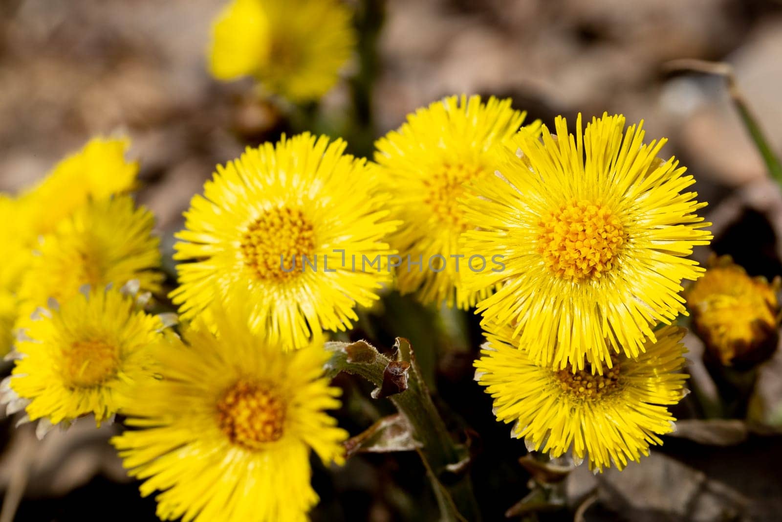 Tussilago farfara Flowers Close Up.