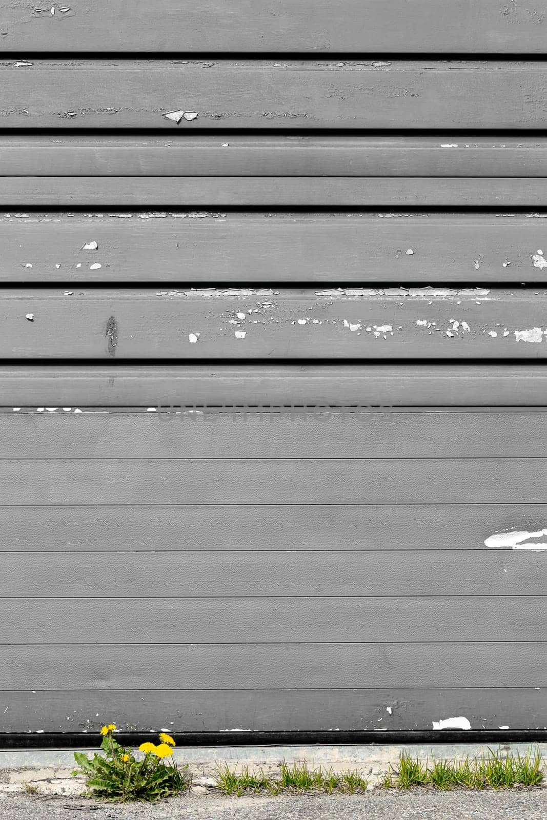 Taraxacum flower in front of garage door.