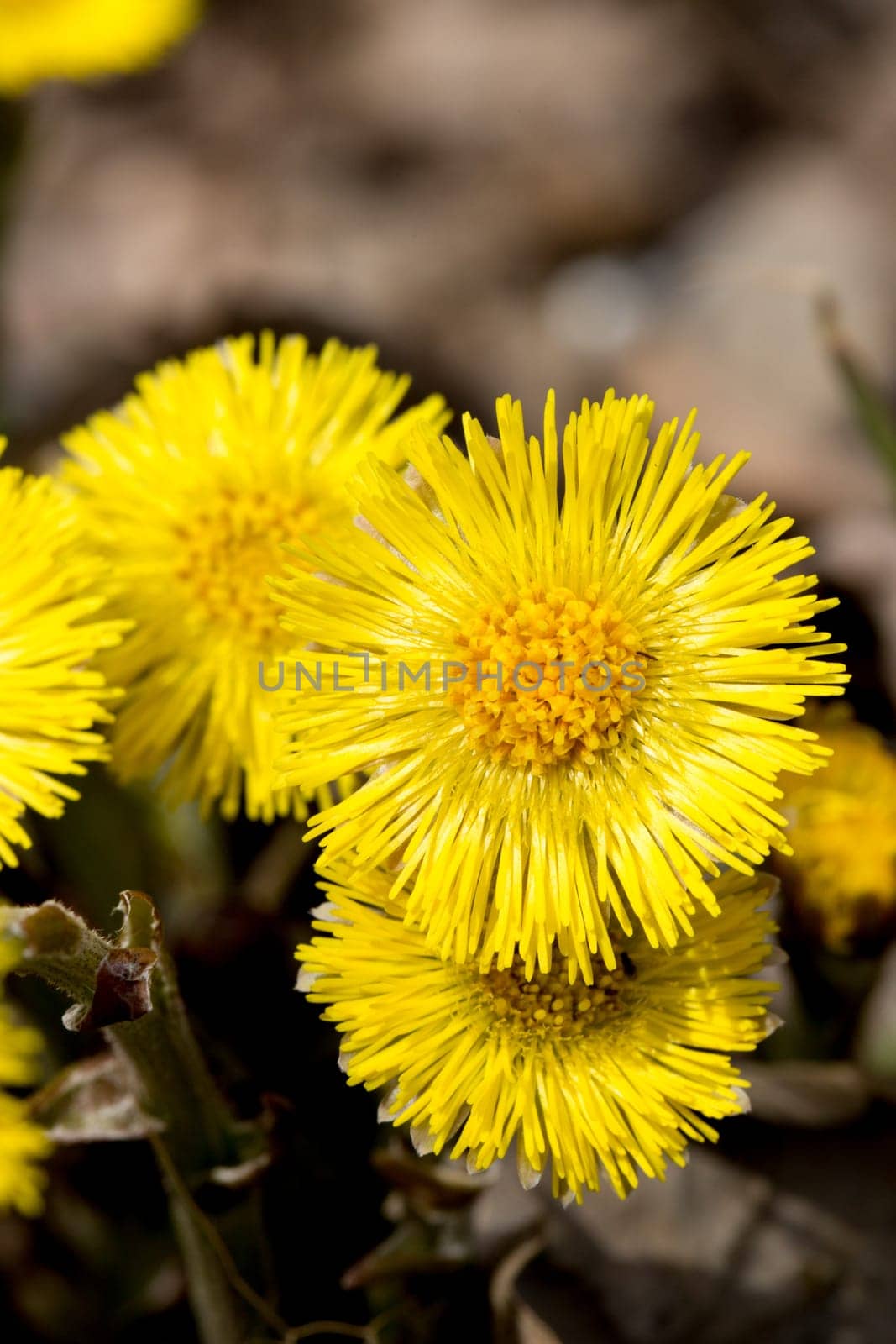 Tussilago farfara Flowers Close Up.