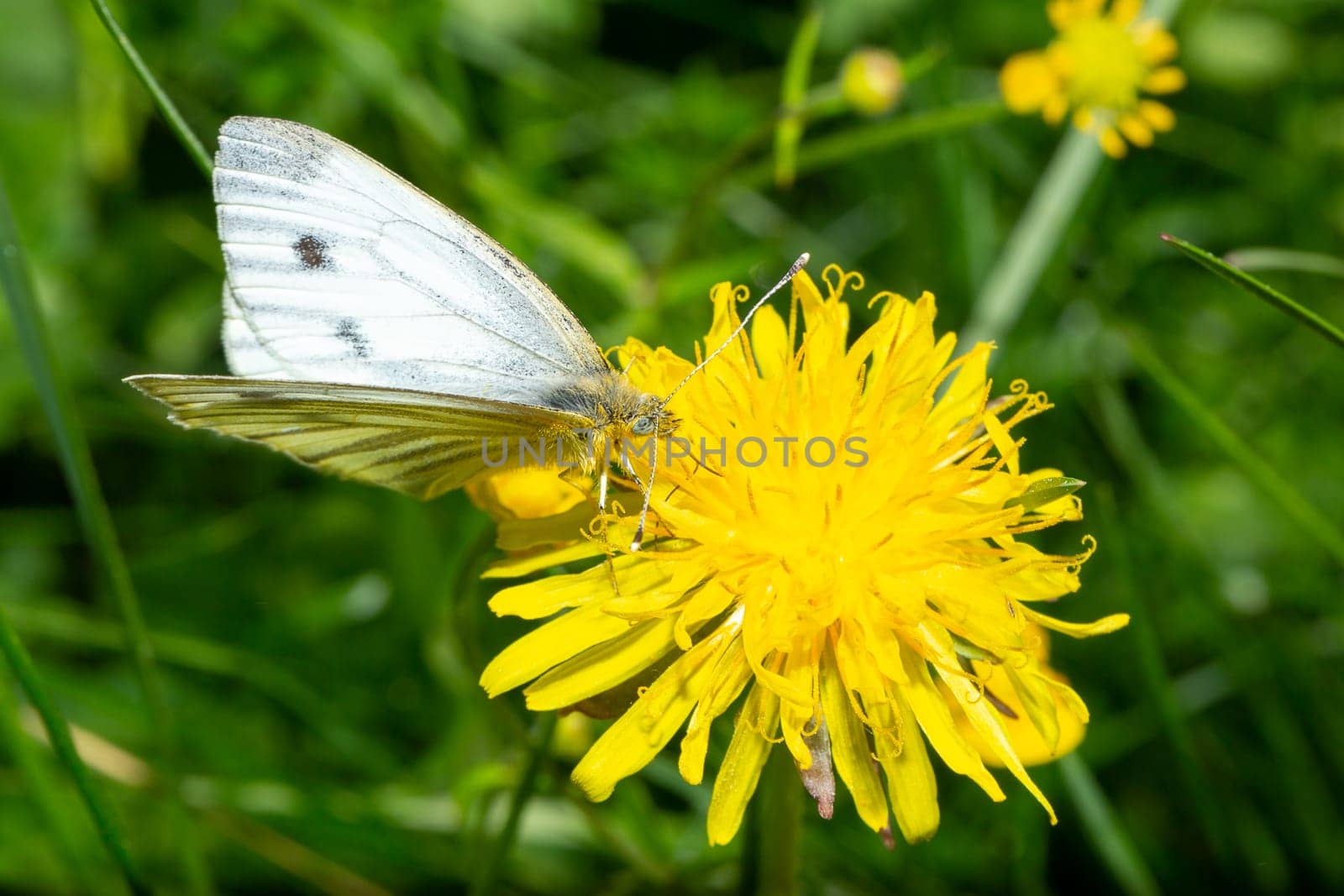 Green-veined white Butterfly on Dandelion close up