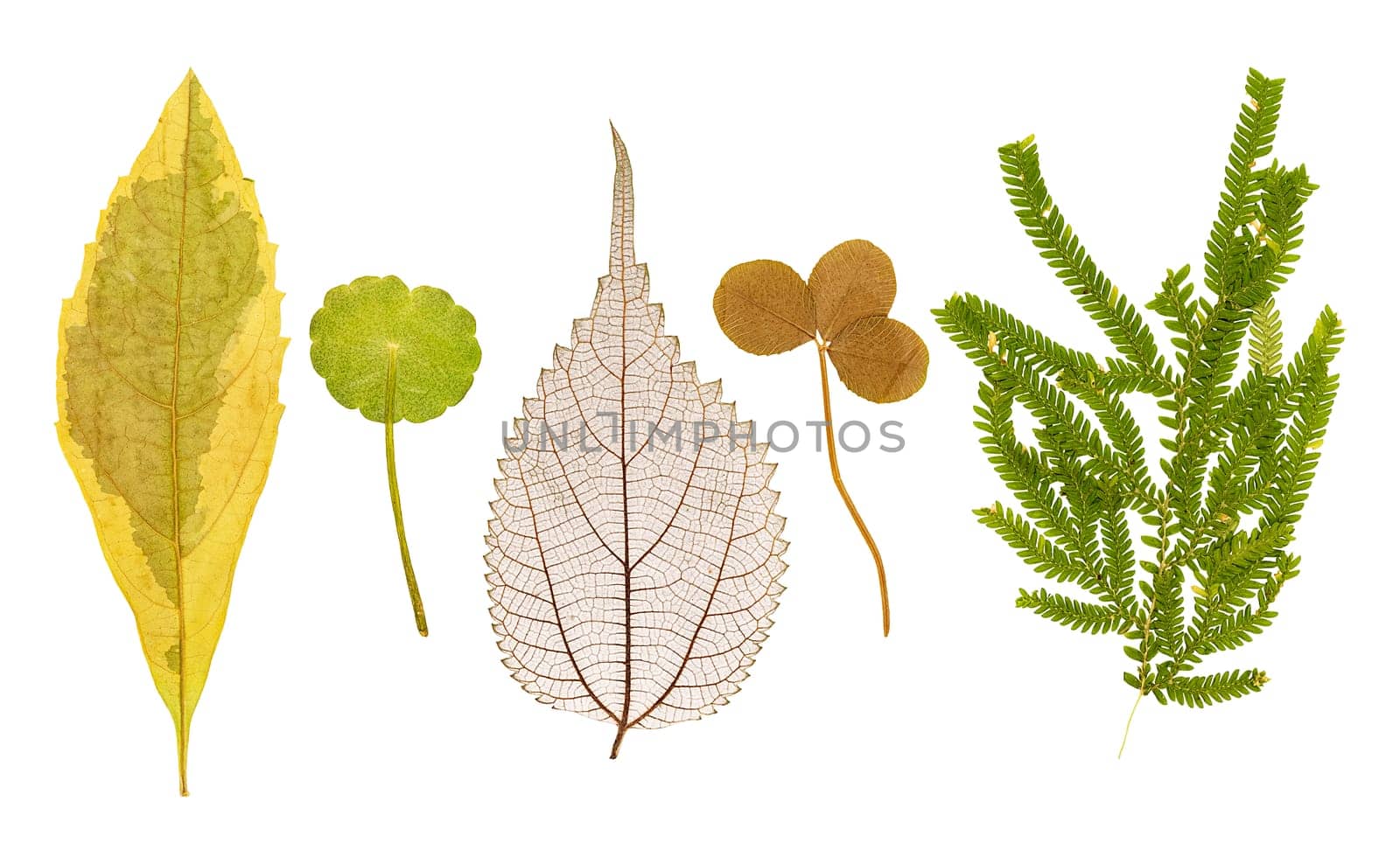 Set of dry pressed leaves of various shapes of different flower and trees isolated on white