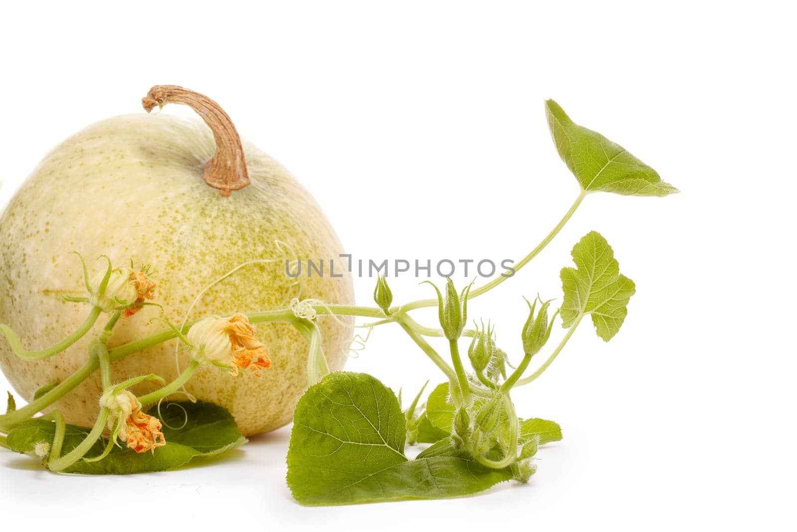 Young green pumpkin sprout and ripe pumpkin. Concept of gardening and future yield, harvest. Spring sprout, gardening. Vegetable growing.