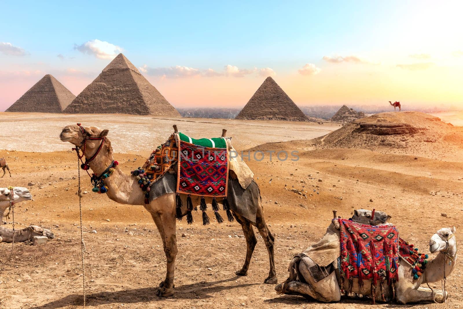 Camels near the Pyramids, beautiful Egyptian scenery.