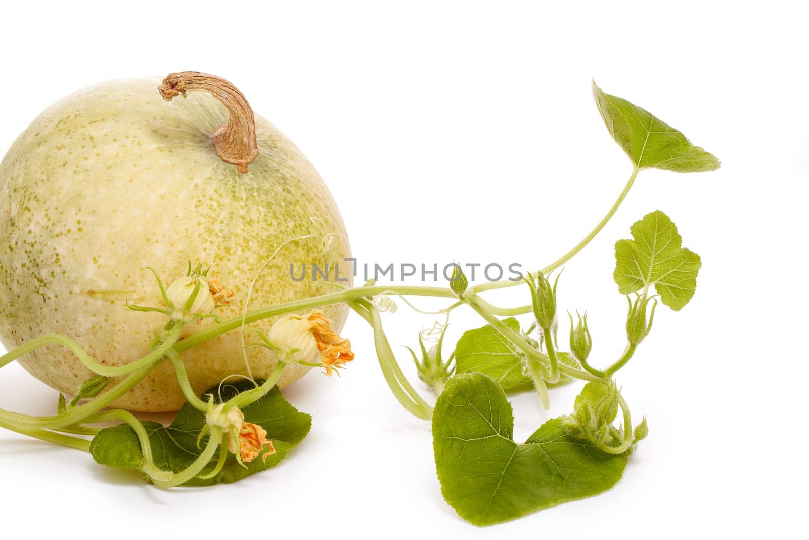 Young green pumpkin sprout and ripe pumpkin. Concept of gardening and future yield, harvest. Spring sprout, gardening. Vegetable growing.