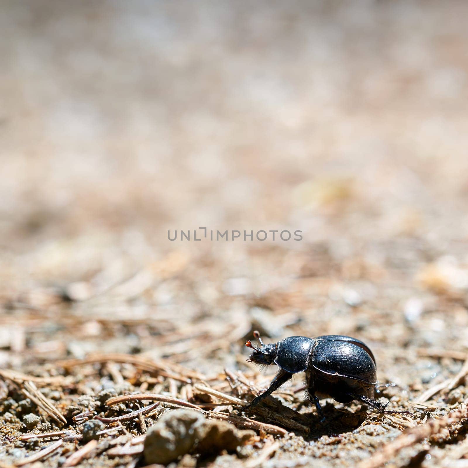 a dung beetle (Anoplotrupes stercorosus) on a hiking trail in the forest