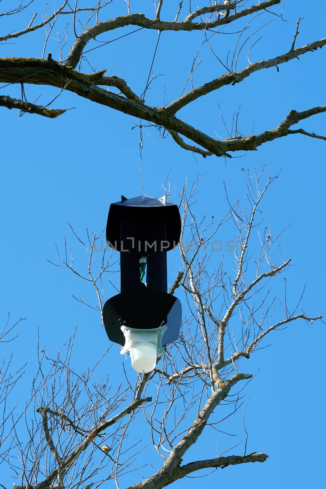 A trap with attractants for the detection of the Asian longhorn beetle in Magdeburg in Germany