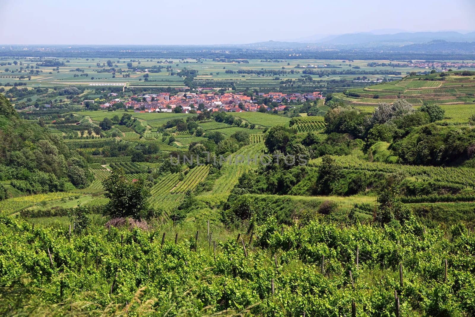 View over vines to Königschaffhausen and the Rhine plain towards Lahr