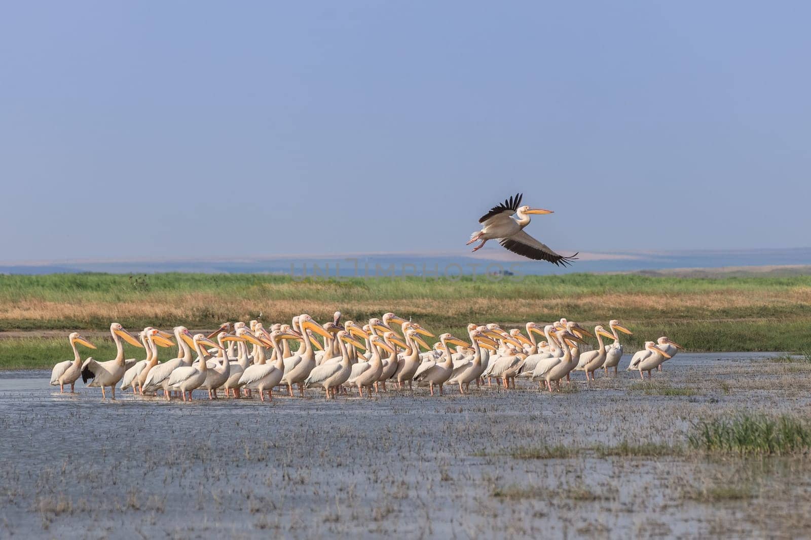 white pelicans (pelecanus onocrotalus) in Danube Delta, Romania