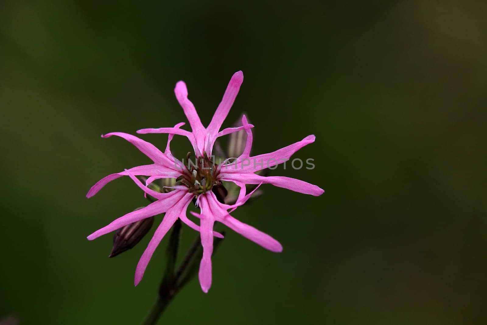 Cuckoo carnation Silene flos-cuculi or Lychnis flos-cuculi