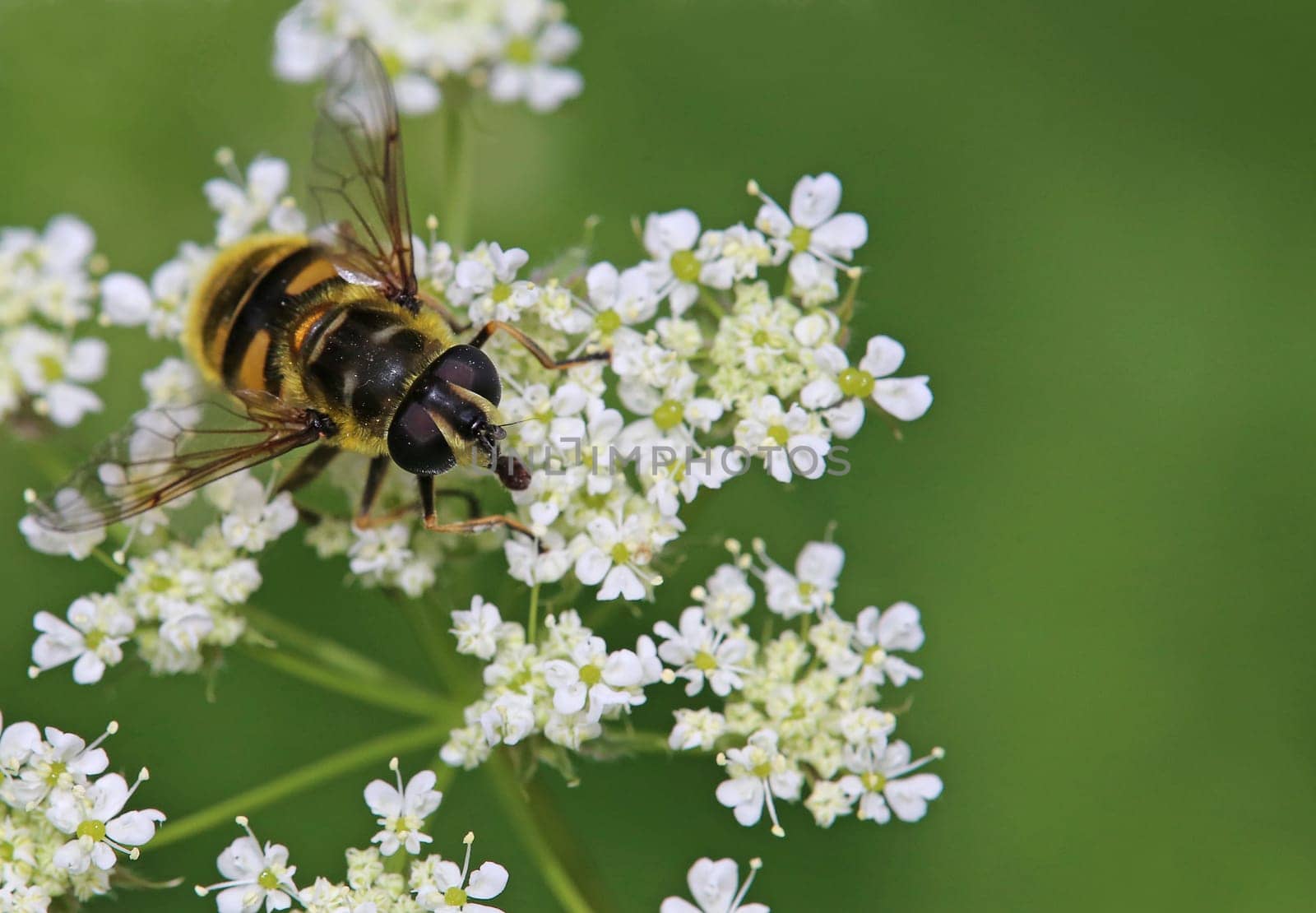 Skull hoverfly Myathropa florea frontal