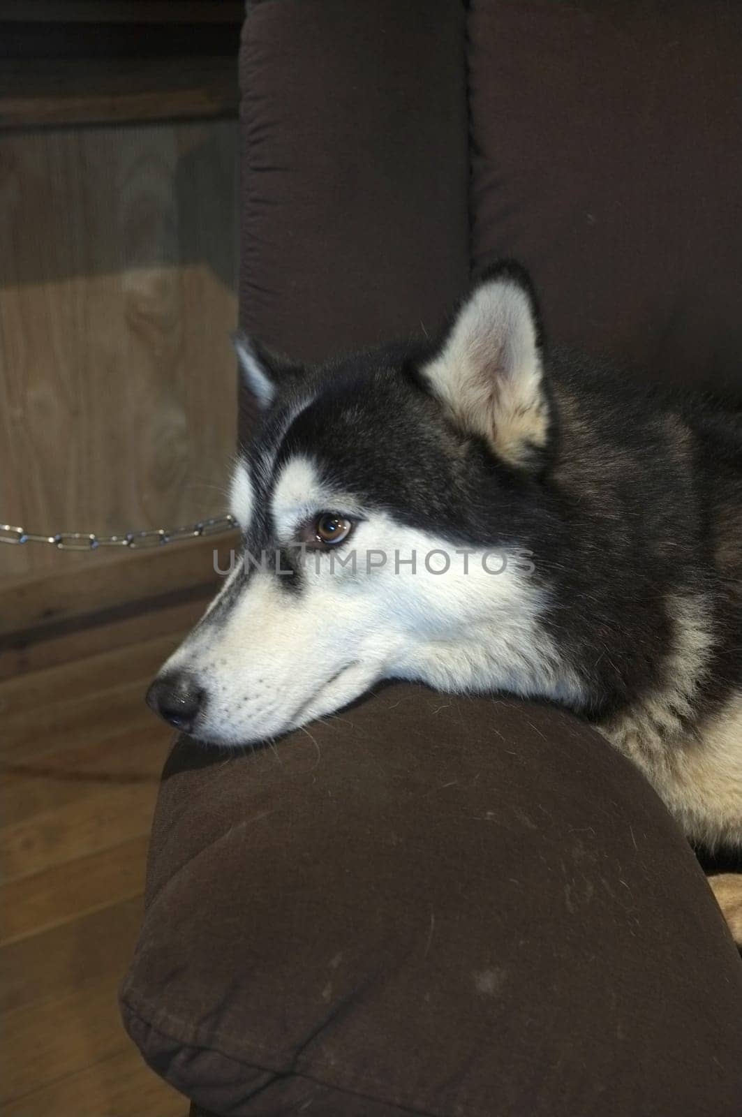 Chihuahua dog sleeping on a pillow