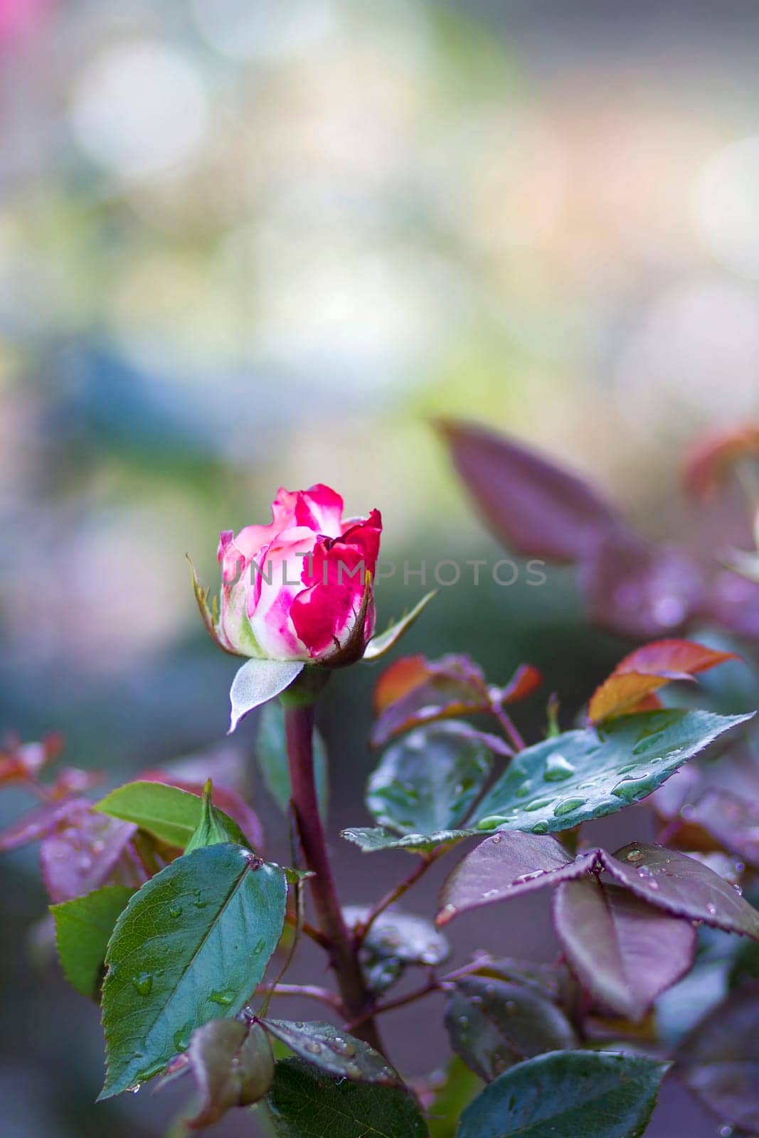 roses in the garden - close up