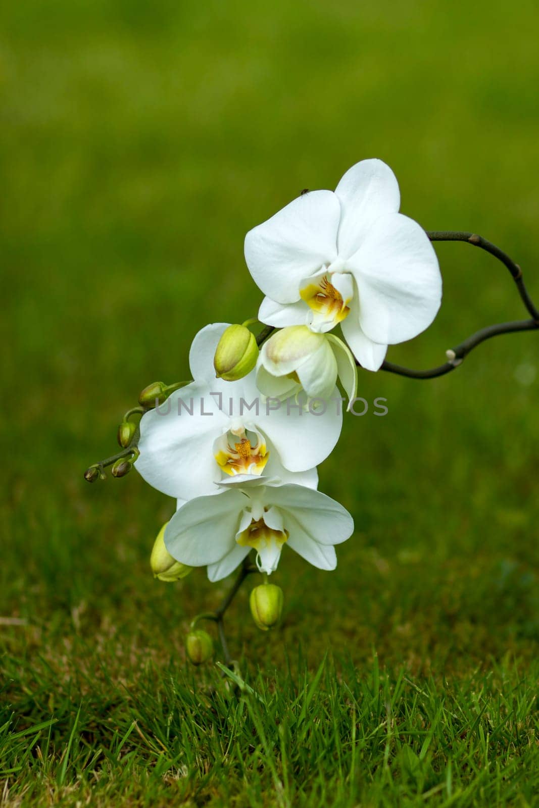Beautiful white orchid  - phalaenopsis