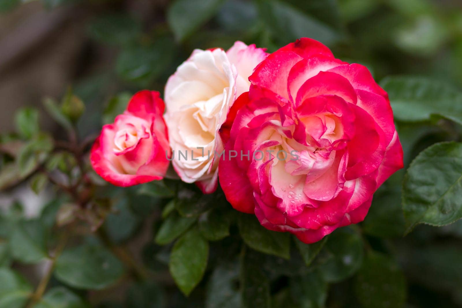 rose in the garden - close up