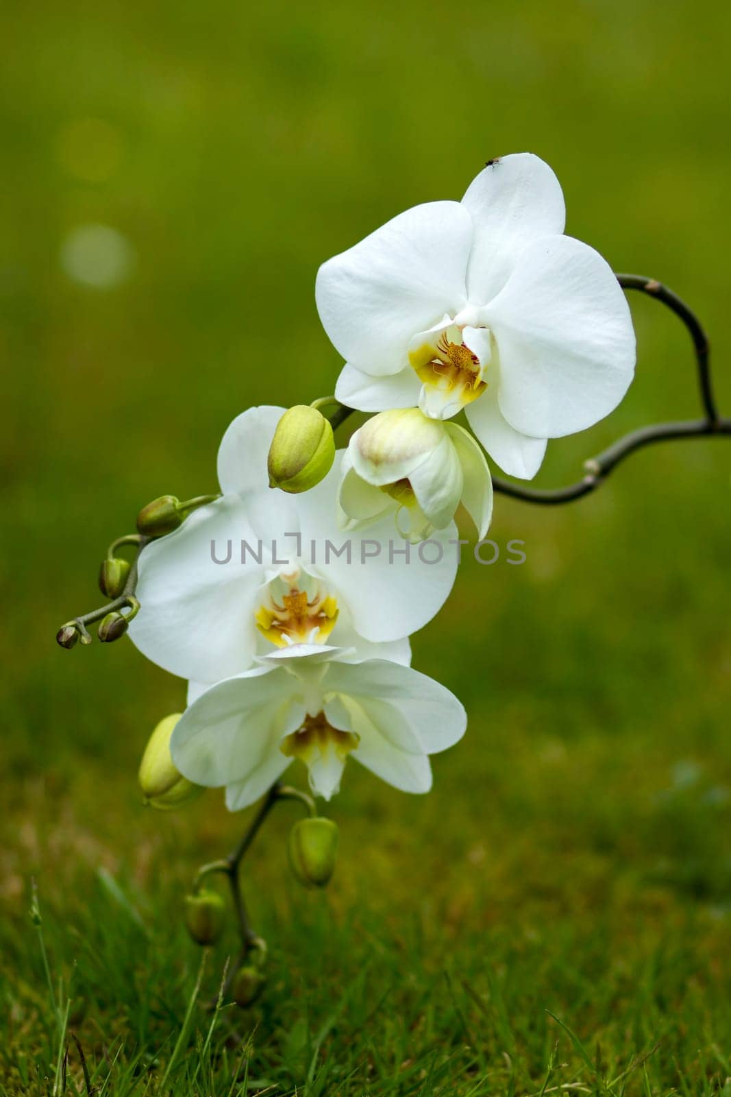 Beautiful white orchid  - phalaenopsis